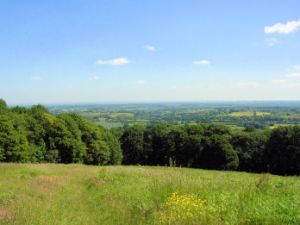 Old Storridge Common