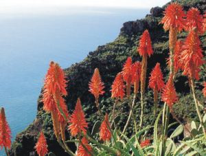 Aloe aborescens clinging to Madeiran cliffs