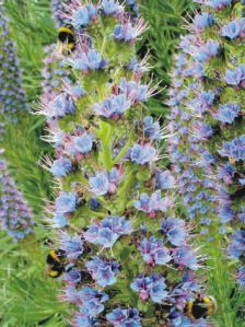 Echium candicans - popular with bees