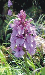 Orchis maderensis