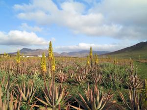 Aloe Vera thrives in Fuerteventura's desert conditions.