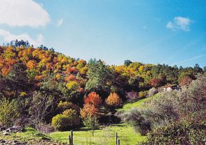 Uunspoiled, green countryside near Galaroza.