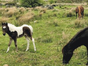 Dartmoor ponies