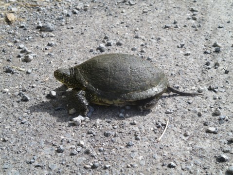 Wild Tortoise, Corfu