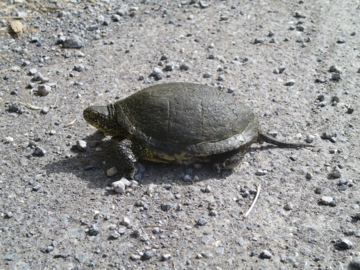 Wild Tortoise, Corfu