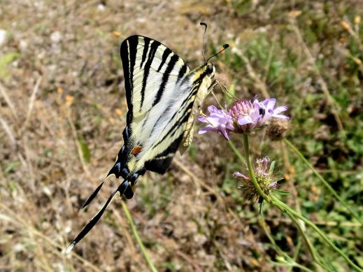 Rare Swallowtail