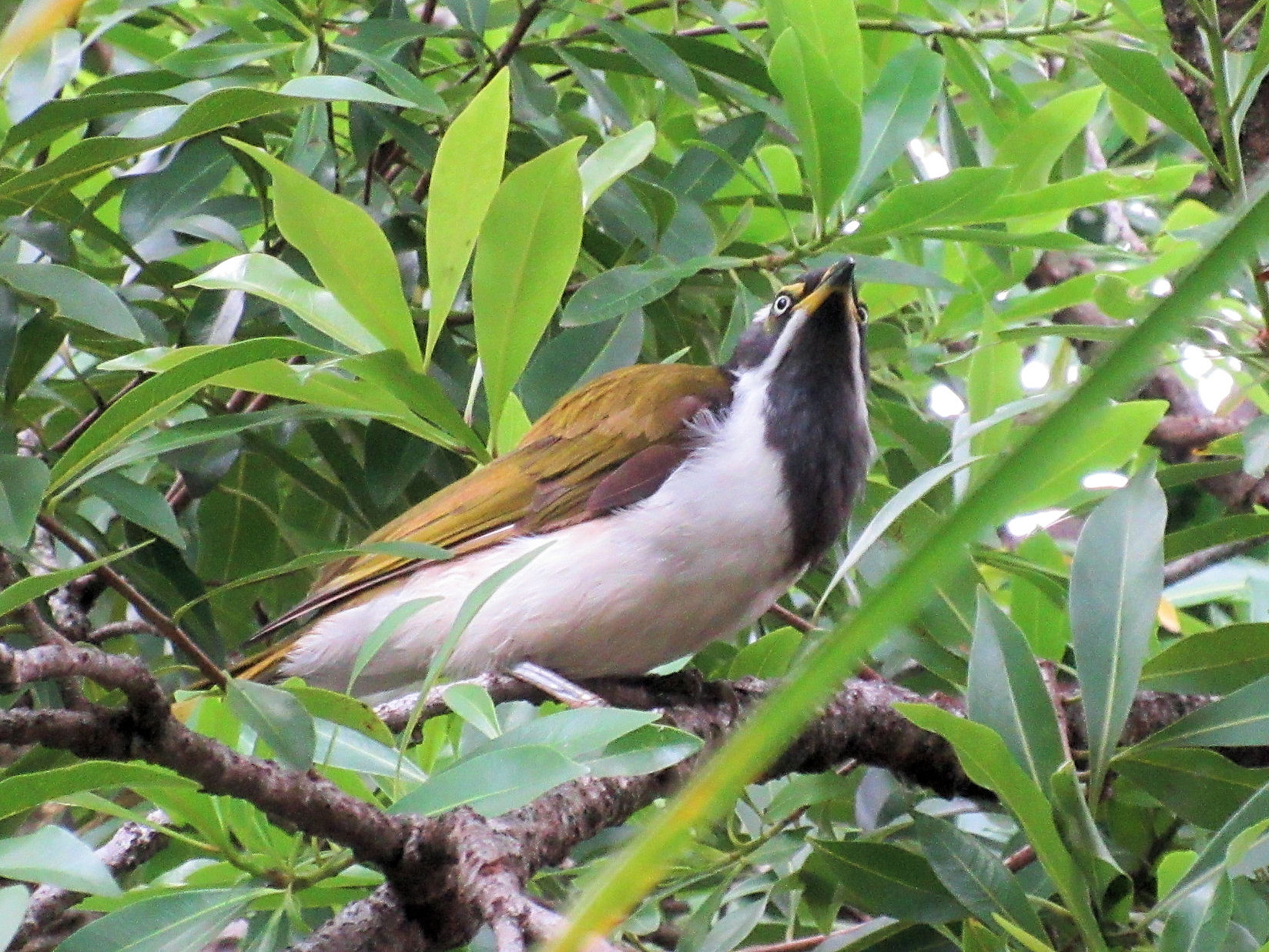 Blue-Faced Honeyeaters feeding along the route