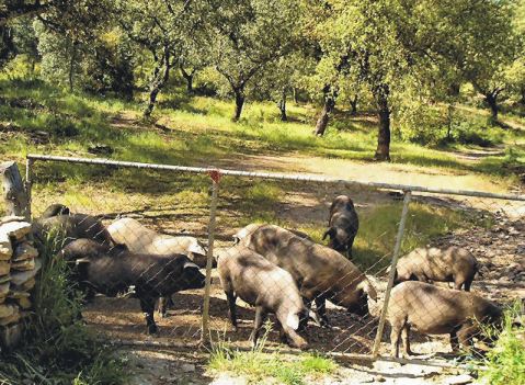 Iberian pigs